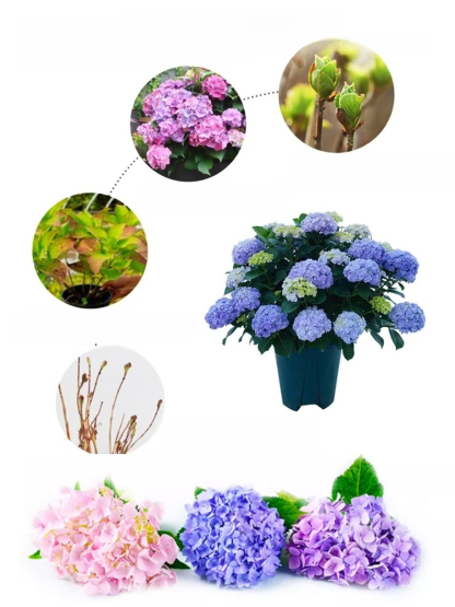 【꽃이 피는 사계절】모네 가든 판타지 수국 씨앗