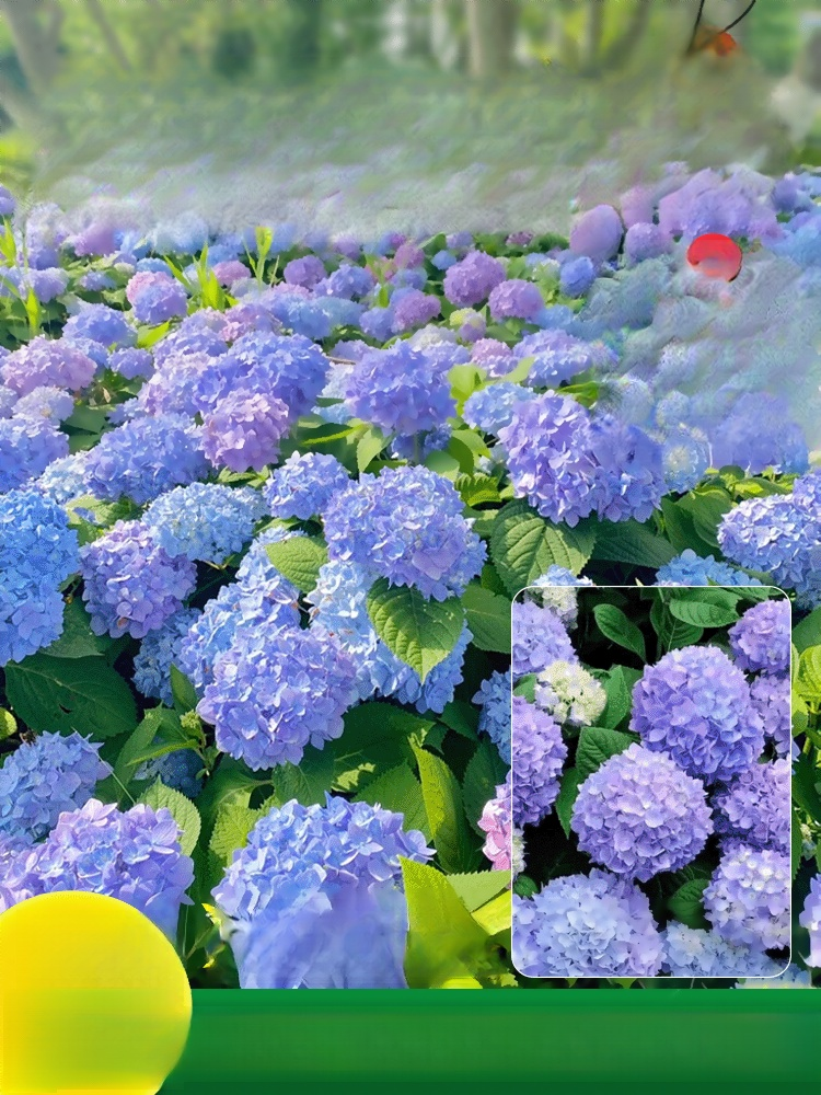 【꽃이 피는 사계절】모네 가든 판타지 수국 씨앗