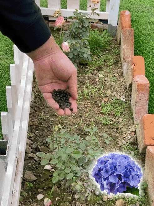 【꽃이 피는 사계절】모네 가든 판타지 수국 씨앗