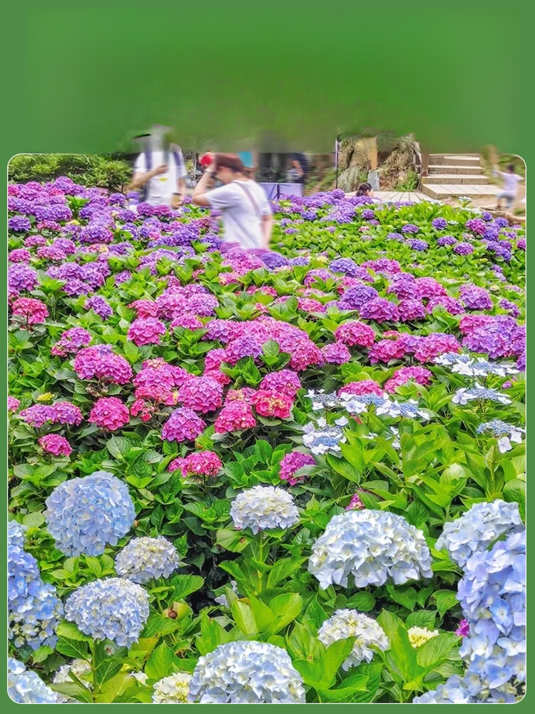 【꽃이 피는 사계절】모네 가든 판타지 수국 씨앗