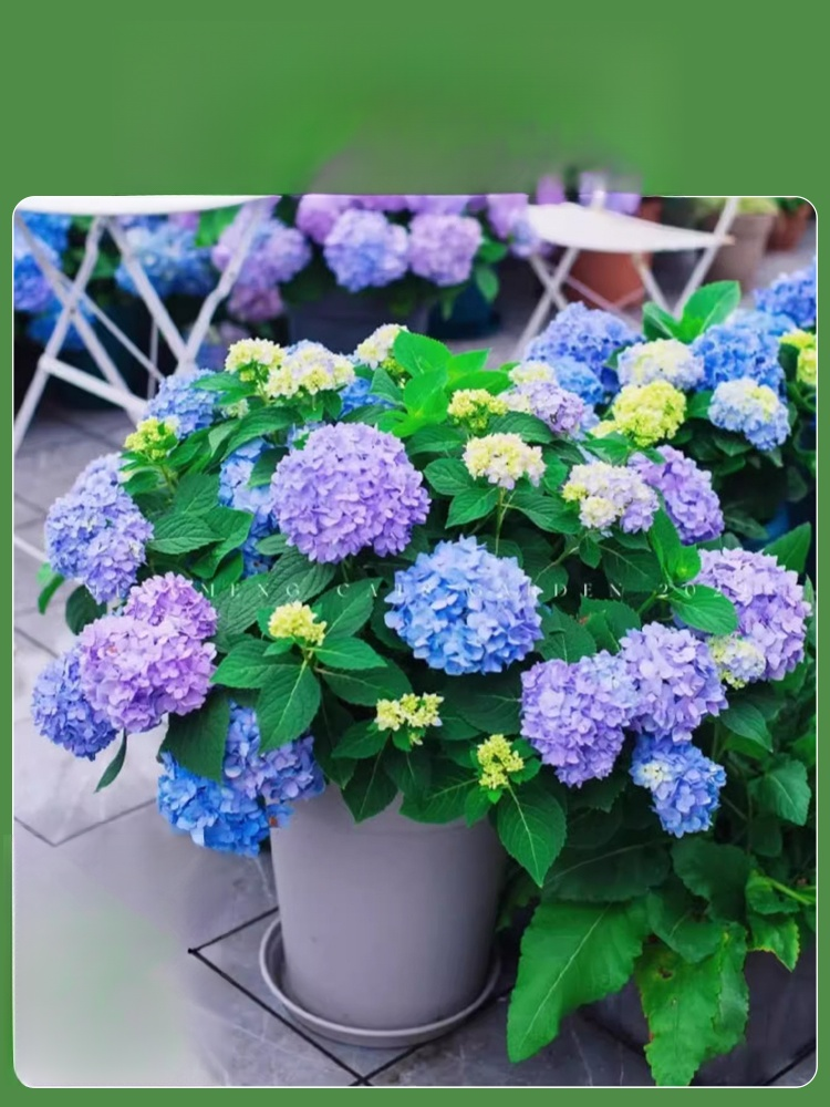 【꽃이 피는 사계절】모네 가든 판타지 수국 씨앗