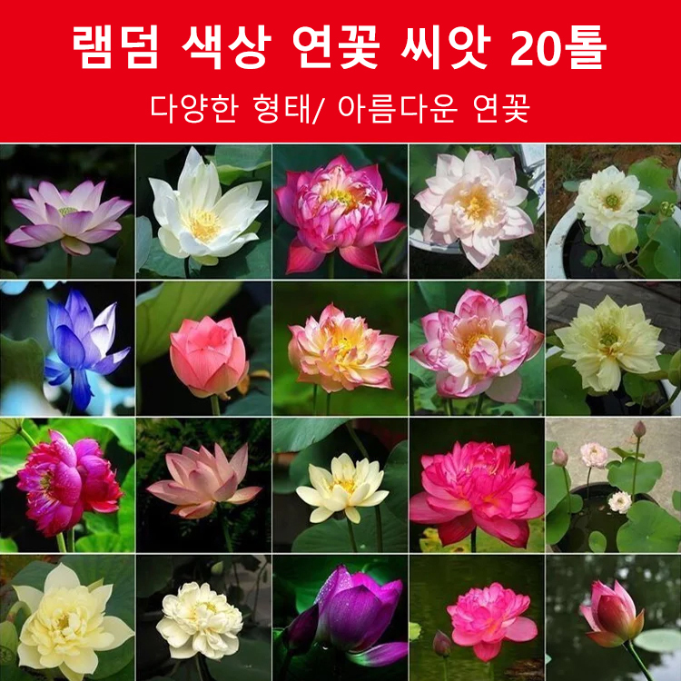 【재물운 초래】관상용 수반 연꽃