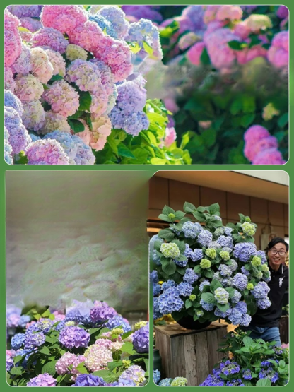 【꽃이 피는 사계절】모네 가든 판타지 수국 씨앗