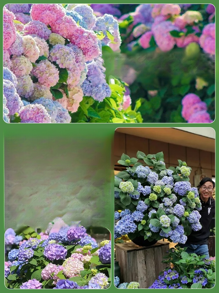 【꽃이 피는 사계절】모네 가든 판타지 수국 씨앗