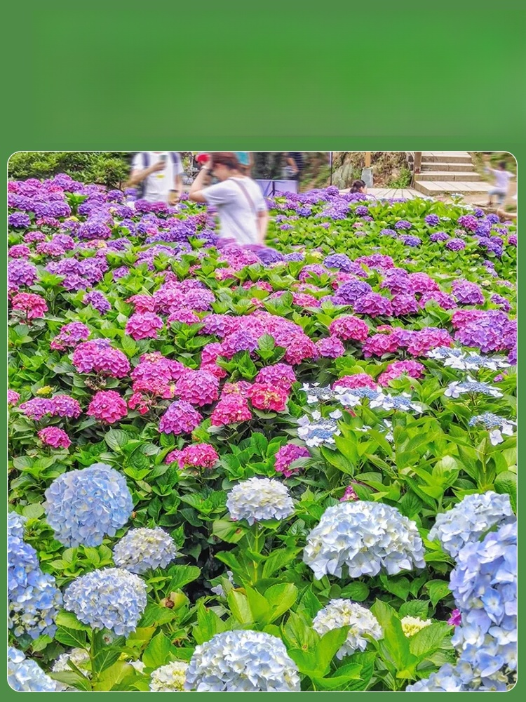 【꽃이 피는 사계절】모네 가든 판타지 수국 씨앗