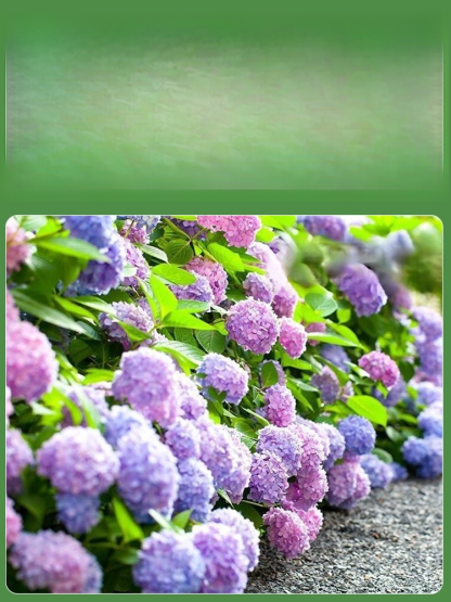 【꽃이 피는 사계절】모네 가든 판타지 수국 씨앗