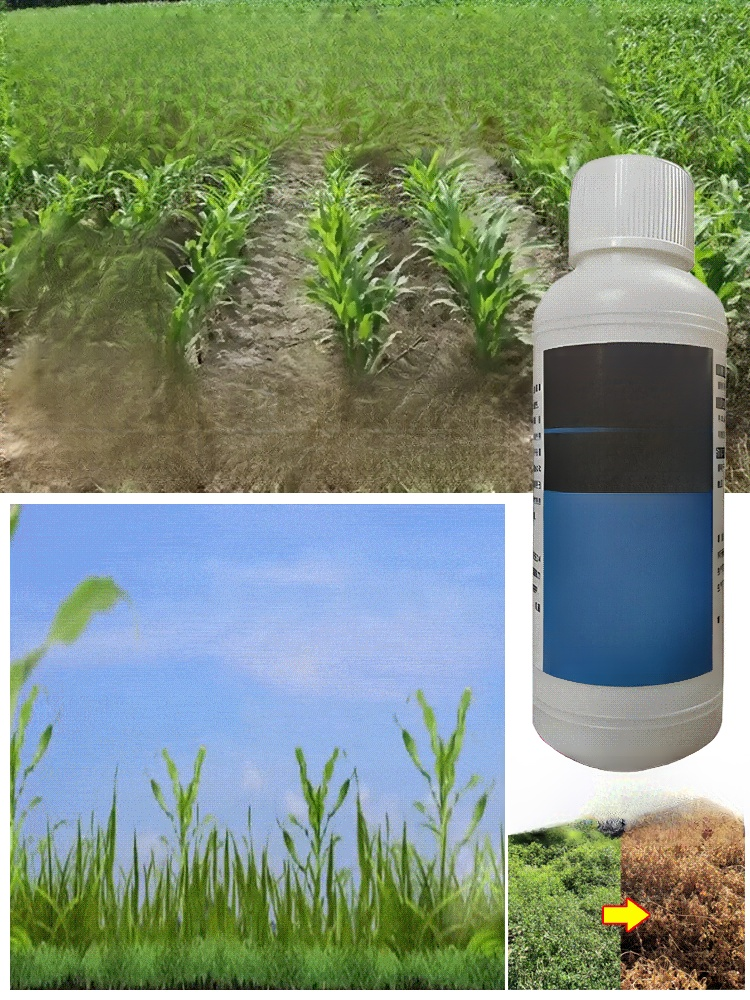 【농협 추천 2025 초강력 제초제】10분 만에 1000종 이상의 내성 잡초 박멸【1병으로 10,000㎡ 제거 가능】