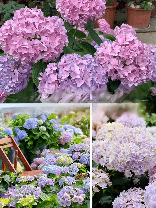 【꽃이 피는 사계절】모네 가든 판타지 수국 씨앗