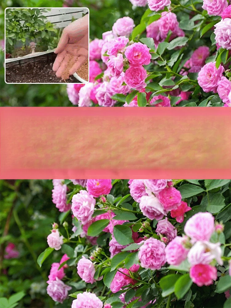 【연중 개화】덩굴 장미 씨앗