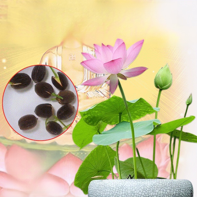 【재물운 초래】관상용 수반 연꽃