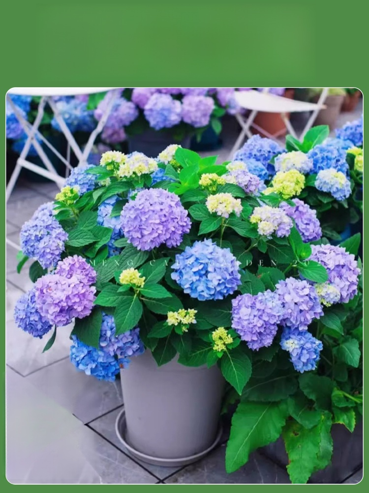 【꽃이 피는 사계절】모네 가든 판타지 수국 씨앗