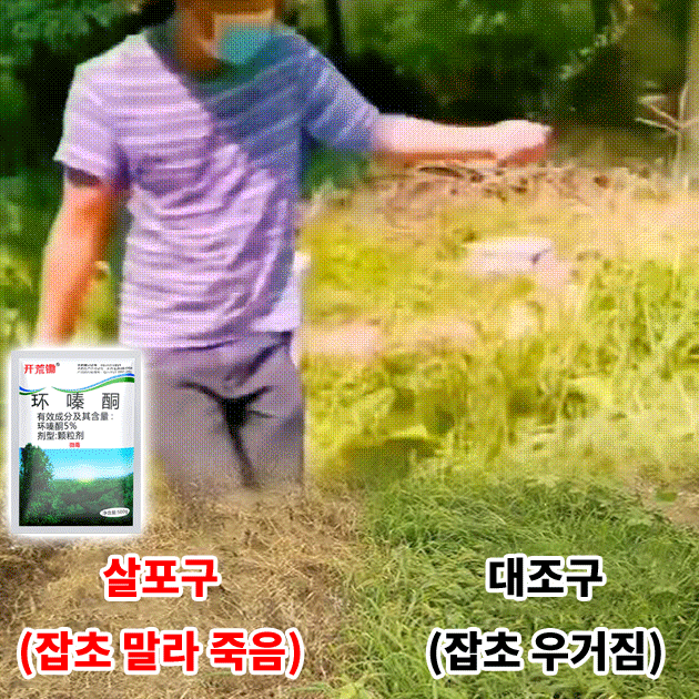 시클로아진 제초제