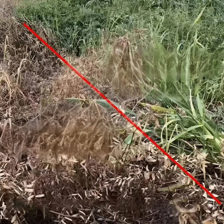 【농림축산식품부 도입 제품】 한 번에 제거, 2년 동안 새로운 잡초 없음, 지속적인 효과