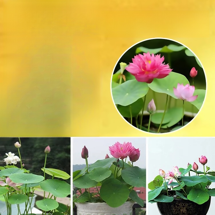 【재물운 초래】관상용 수반 연꽃