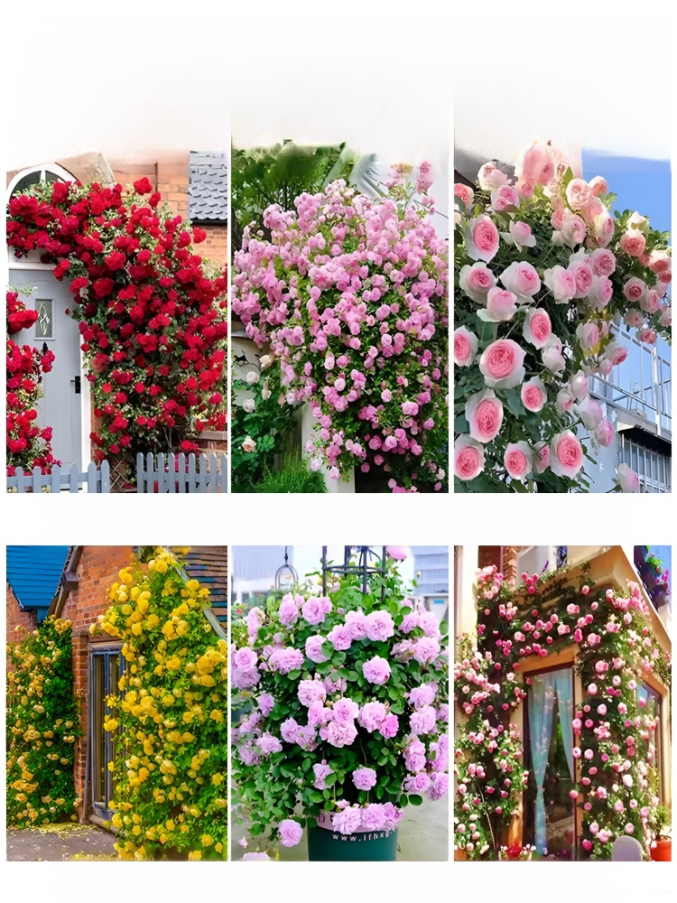 【연중 개화】덩굴 장미 씨앗