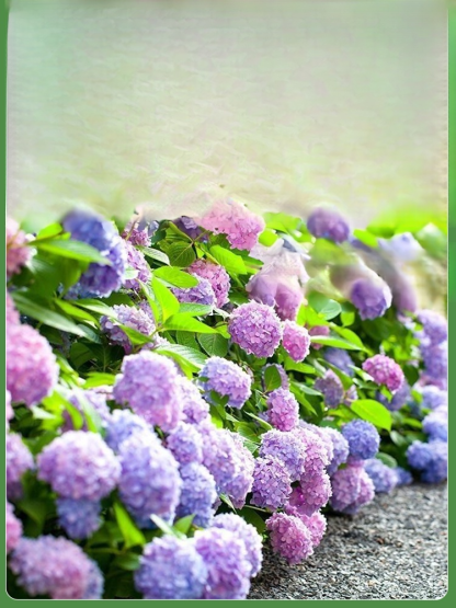 【꽃이 피는 사계절】모네 가든 판타지 수국 씨앗