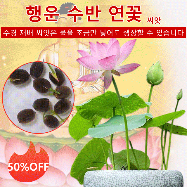 【재물운 초래】관상용 수반 연꽃