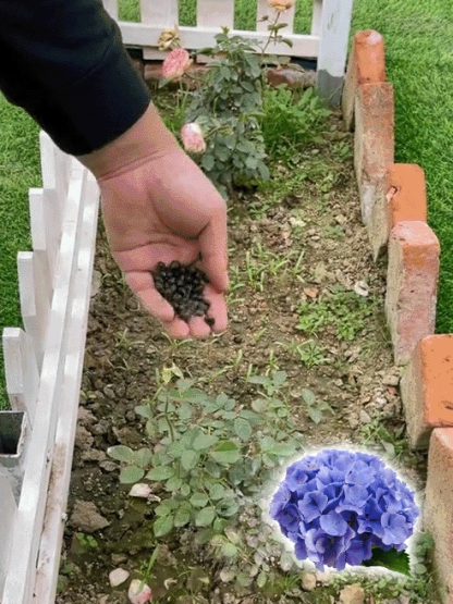 【꽃이 피는 사계절】모네 가든 판타지 수국 씨앗