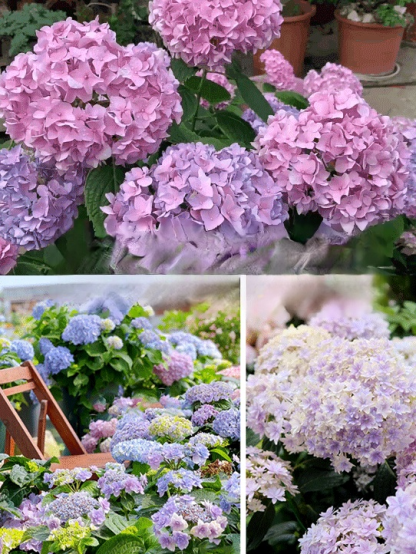 【꽃이 피는 사계절】모네 가든 판타지 수국 씨앗