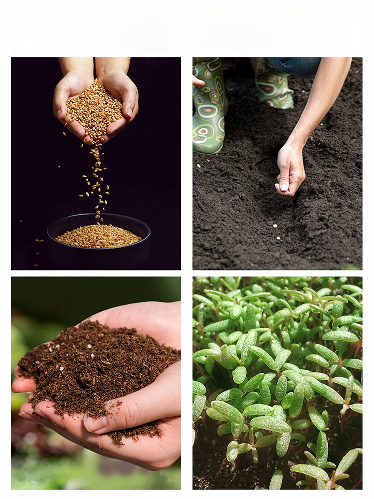 【연중 개화】덩굴 장미 씨앗