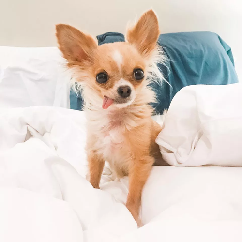 【Appointment】Petizen Service-Pet Groomer-Dog Baths, Haircuts, Dog grooming,Cat grooming ,Pet Bathing & Pet Grooming Services for Cats & Dogs Pet grooming store in Singapore Pet Shop Pet Store-Petizen