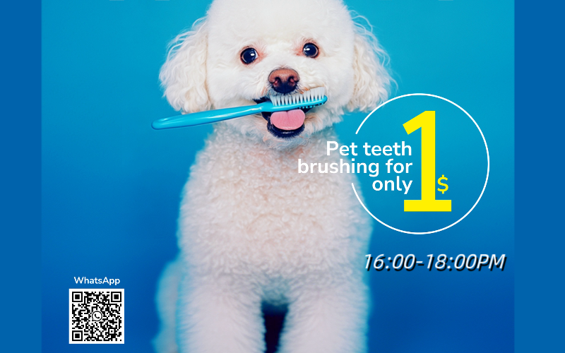 Does Your Dog Need Teeth Cleaning? A Must-Read for Dog Owners!-Petizen