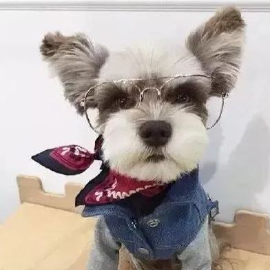 【Appointment】Petizen Service-Pet Groomer-Dog Baths, Haircuts, Dog grooming，Cat grooming ，Pet Bathing & Pet Grooming Services for Cats & Dogs Pet grooming store in Singapore Pet Shop Pet Store-Petizen