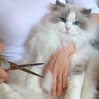 【Appointment】Petizen Service-Pet Groomer-Dog Baths, Haircuts, Dog grooming，Cat grooming ，Pet Bathing & Pet Grooming Services for Cats & Dogs Pet grooming store in Singapore Pet Shop Pet Store-Petizen