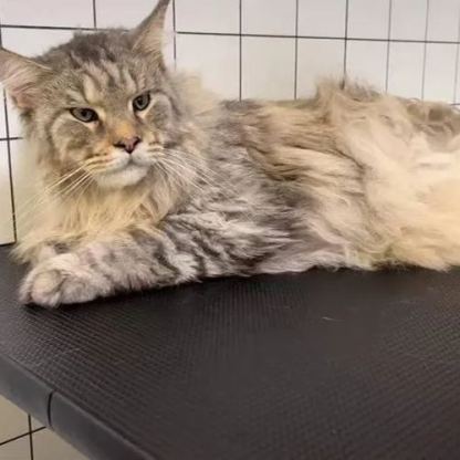 【Appointment】Petizen Service-Pet Groomer-Dog Baths, Haircuts, Dog grooming，Cat grooming ，Pet Bathing & Pet Grooming Services for Cats & Dogs Pet grooming store in Singapore Pet Shop Pet Store-Petizen