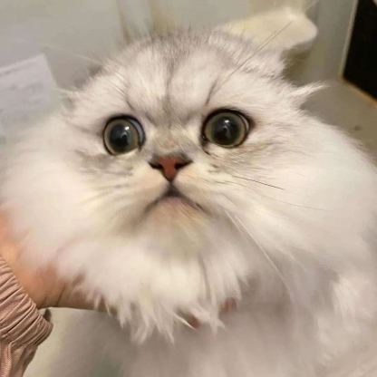 【Appointment】Petizen Service-Pet Groomer-Dog Baths, Haircuts, Dog grooming，Cat grooming ，Pet Bathing & Pet Grooming Services for Cats & Dogs Pet grooming store in Singapore Pet Shop Pet Store-Petizen