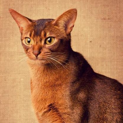 【Appointment】Petizen Service-Pet Groomer-Dog Baths, Haircuts, Dog grooming，Cat grooming ，Pet Bathing & Pet Grooming Services for Cats & Dogs Pet grooming store in Singapore Pet Shop Pet Store-Petizen