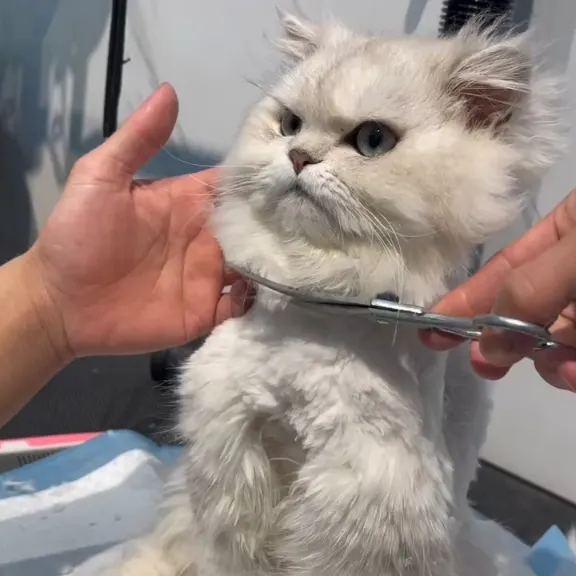 【Appointment】Petizen Service-Pet Groomer-Dog Baths, Haircuts, Dog grooming，Cat grooming ，Pet Bathing & Pet Grooming Services for Cats & Dogs Pet grooming store in Singapore Pet Shop Pet Store-Petizen
