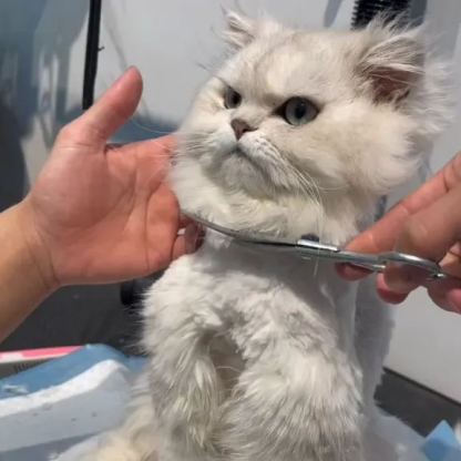 【Appointment】Petizen Service-Pet Groomer-Dog Baths, Haircuts, Dog grooming，Cat grooming ，Pet Bathing & Pet Grooming Services for Cats & Dogs Pet grooming store in Singapore Pet Shop Pet Store-Petizen