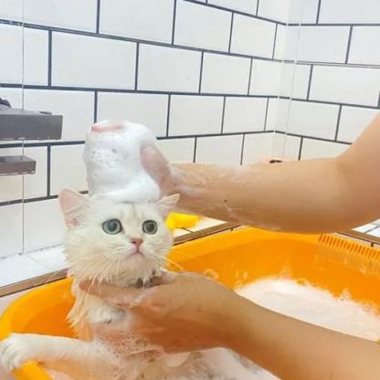 【Appointment】Petizen Service-Pet Groomer-Dog Baths, Haircuts, Dog grooming，Cat grooming ，Pet Bathing & Pet Grooming Services for Cats & Dogs Pet grooming store in Singapore Pet Shop Pet Store-Petizen