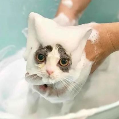 【Appointment】Petizen Service-Pet Groomer-Dog Baths, Haircuts, Dog grooming，Cat grooming ，Pet Bathing & Pet Grooming Services for Cats & Dogs Pet grooming store in Singapore Pet Shop Pet Store-Petizen