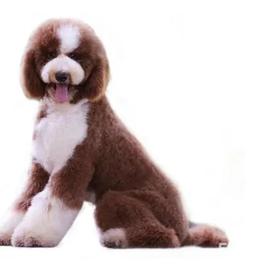 【Appointment】Petizen Service-Pet Groomer-Dog Baths, Haircuts, Dog grooming，Cat grooming ，Pet Bathing & Pet Grooming Services for Cats & Dogs Pet grooming store in Singapore Pet Shop Pet Store-Petizen