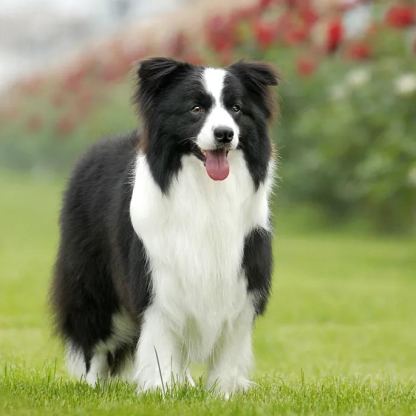 【Appointment】Petizen Service-Pet Groomer-Dog Baths, Haircuts, Dog grooming，Cat grooming ，Pet Bathing & Pet Grooming Services for Cats & Dogs Pet grooming store in Singapore Pet Shop Pet Store-Petizen