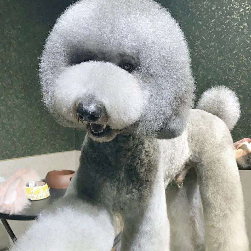 【Appointment】Petizen Service-Pet Groomer-Dog Baths, Haircuts, Dog grooming,Cat grooming ,Pet Bathing & Pet Grooming Services for Cats & Dogs Pet grooming store in Singapore Pet Shop Pet Store-Petizen