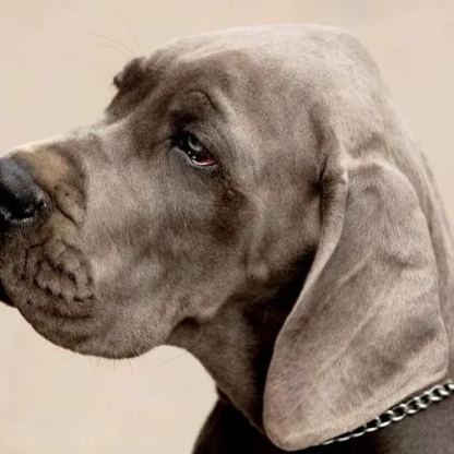 【Appointment】Petizen Service-Pet Groomer-Dog Baths, Haircuts, Dog grooming，Cat grooming ，Pet Bathing & Pet Grooming Services for Cats & Dogs Pet grooming store in Singapore Pet Shop Pet Store-Petizen