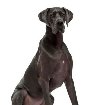 【Appointment】Petizen Service-Pet Groomer-Dog Baths, Haircuts, Dog grooming，Cat grooming ，Pet Bathing & Pet Grooming Services for Cats & Dogs Pet grooming store in Singapore Pet Shop Pet Store-Petizen