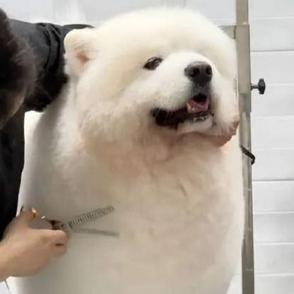 【Appointment】Petizen Service-Pet Groomer-Dog Baths, Haircuts, Dog grooming，Cat grooming ，Pet Bathing & Pet Grooming Services for Cats & Dogs Pet grooming store in Singapore Pet Shop Pet Store-Petizen