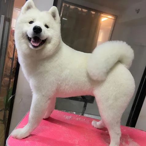 【Appointment】Petizen Service-Pet Groomer-Dog Baths, Haircuts, Dog grooming，Cat grooming ，Pet Bathing & Pet Grooming Services for Cats & Dogs Pet grooming store in Singapore Pet Shop Pet Store-Petizen