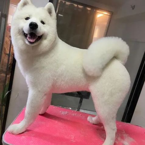 【Appointment】Petizen Service-Pet Groomer-Dog Baths, Haircuts, Dog grooming，Cat grooming ，Pet Bathing & Pet Grooming Services for Cats & Dogs Pet grooming store in Singapore Pet Shop Pet Store-Petizen