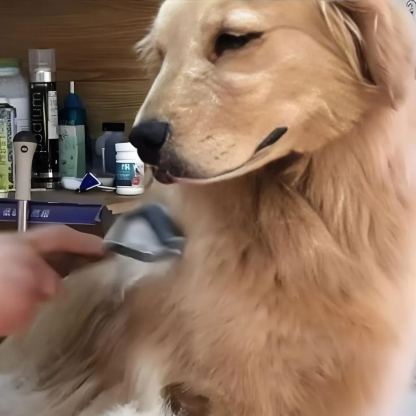 【Appointment】Petizen Service-Pet Groomer-Dog Baths, Haircuts, Dog grooming，Cat grooming ，Pet Bathing & Pet Grooming Services for Cats & Dogs Pet grooming store in Singapore Pet Shop Pet Store-Petizen