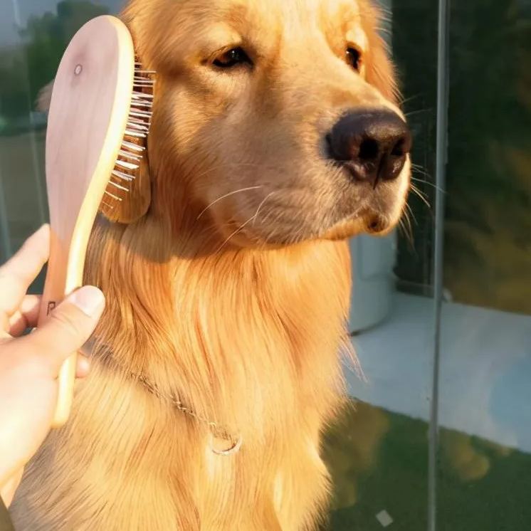 【Appointment】Petizen Service-Pet Groomer-Dog Baths, Haircuts, Dog grooming，Cat grooming ，Pet Bathing & Pet Grooming Services for Cats & Dogs Pet grooming store in Singapore Pet Shop Pet Store-Petizen