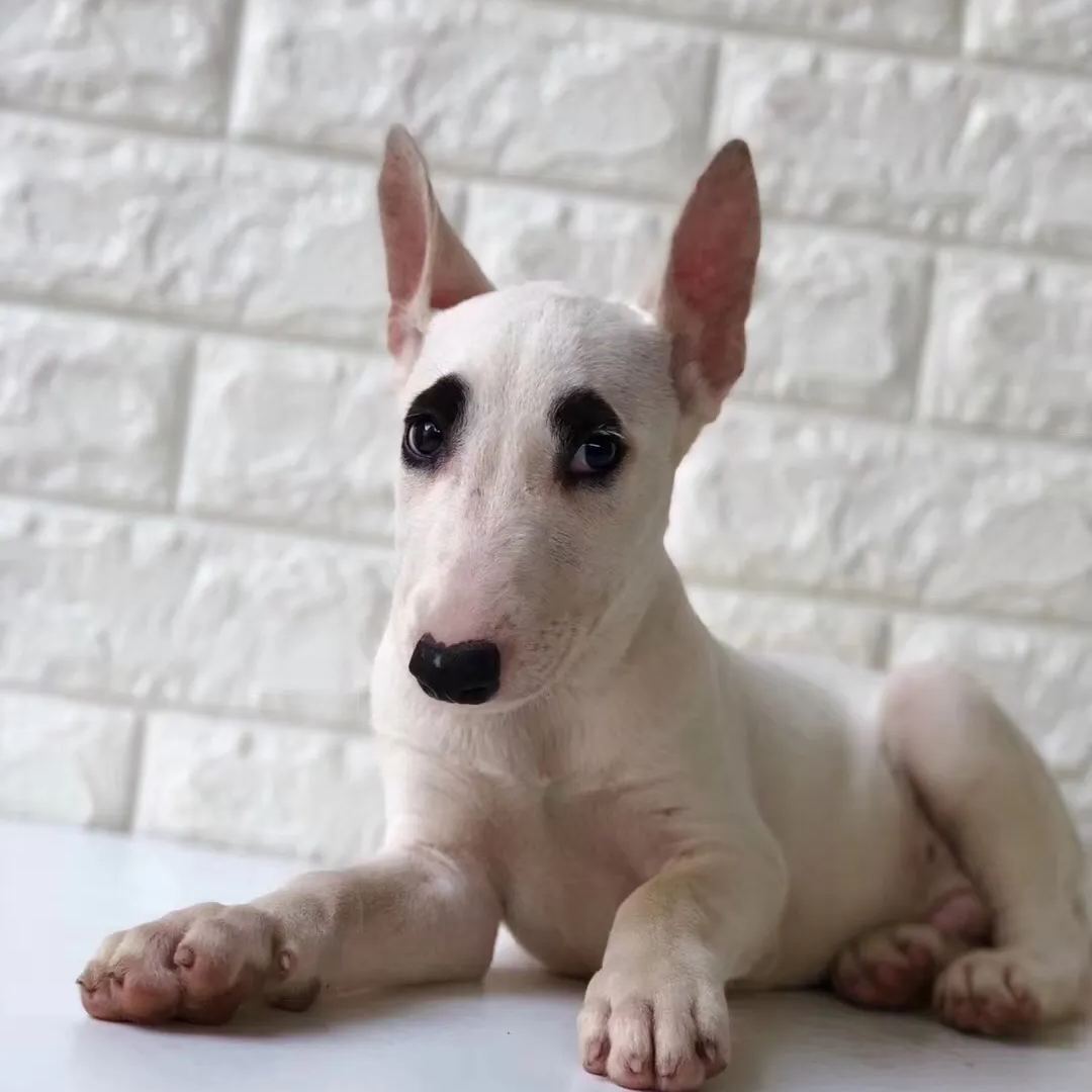 【Appointment】Petizen Service-Pet Groomer-Dog Baths, Haircuts, Dog grooming,Cat grooming ,Pet Bathing & Pet Grooming Services for Cats & Dogs Pet grooming store in Singapore Pet Shop Pet Store-Petizen