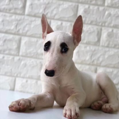 【Appointment】Petizen Service-Pet Groomer-Dog Baths, Haircuts, Dog grooming，Cat grooming ，Pet Bathing & Pet Grooming Services for Cats & Dogs Pet grooming store in Singapore Pet Shop Pet Store-Petizen