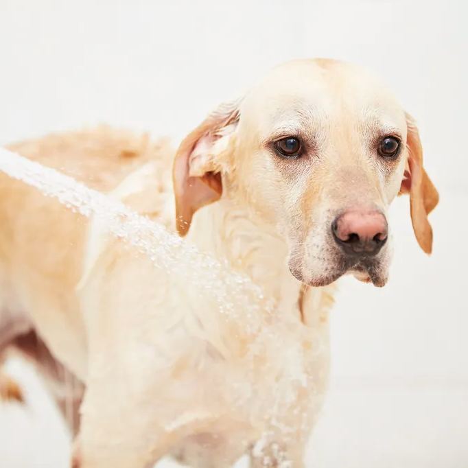 【Appointment】Petizen Service-Pet Groomer-Dog Baths, Haircuts, Dog grooming，Cat grooming ，Pet Bathing & Pet Grooming Services for Cats & Dogs Pet grooming store in Singapore Pet Shop Pet Store-Petizen