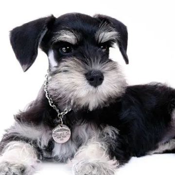 【Appointment】Petizen Service-Pet Groomer-Dog Baths, Haircuts, Dog grooming，Cat grooming ，Pet Bathing & Pet Grooming Services for Cats & Dogs Pet grooming store in Singapore Pet Shop Pet Store-Petizen