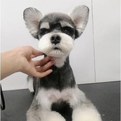 【Appointment】Petizen Service-Pet Groomer-Dog Baths, Haircuts, Dog grooming,Cat grooming ,Pet Bathing & Pet Grooming Services for Cats & Dogs Pet grooming store in Singapore Pet Shop Pet Store-Petizen